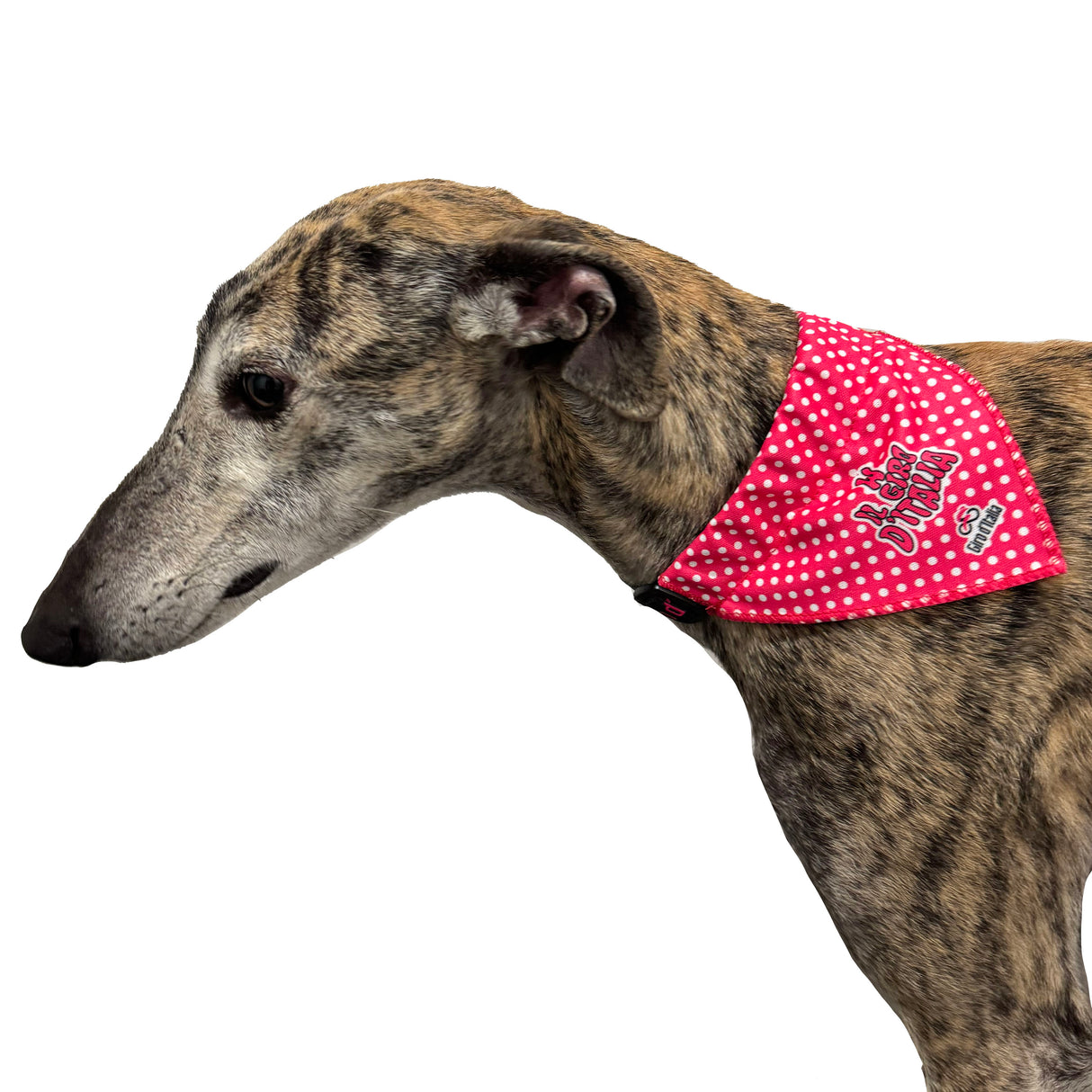 Collare per Cane con Bandana Giro d'Italia All4cycling